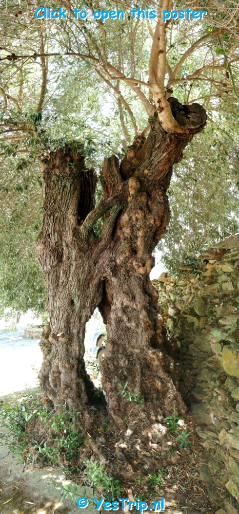 xxx El Alamo, the nature xxx